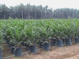 Distanbun Distribusikan 90 Ribu Bantuan Bibit Sawit ke Petani Kuansing